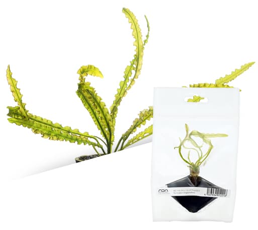 Aponogeton madagascariensis thumbnail 2