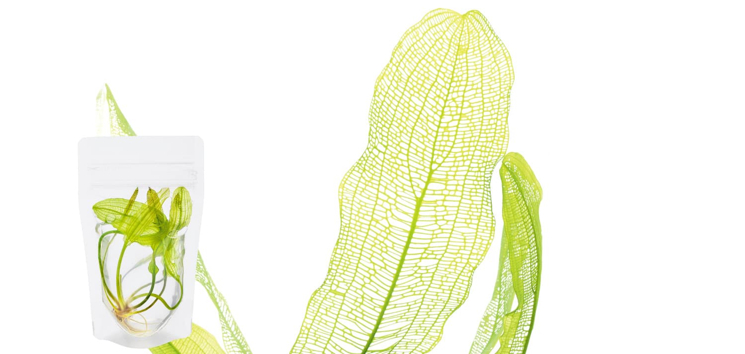 Aponogeton madagascariensis