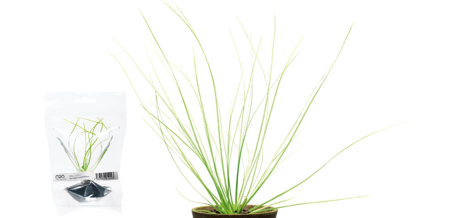 Eriocaulon quinquangulare