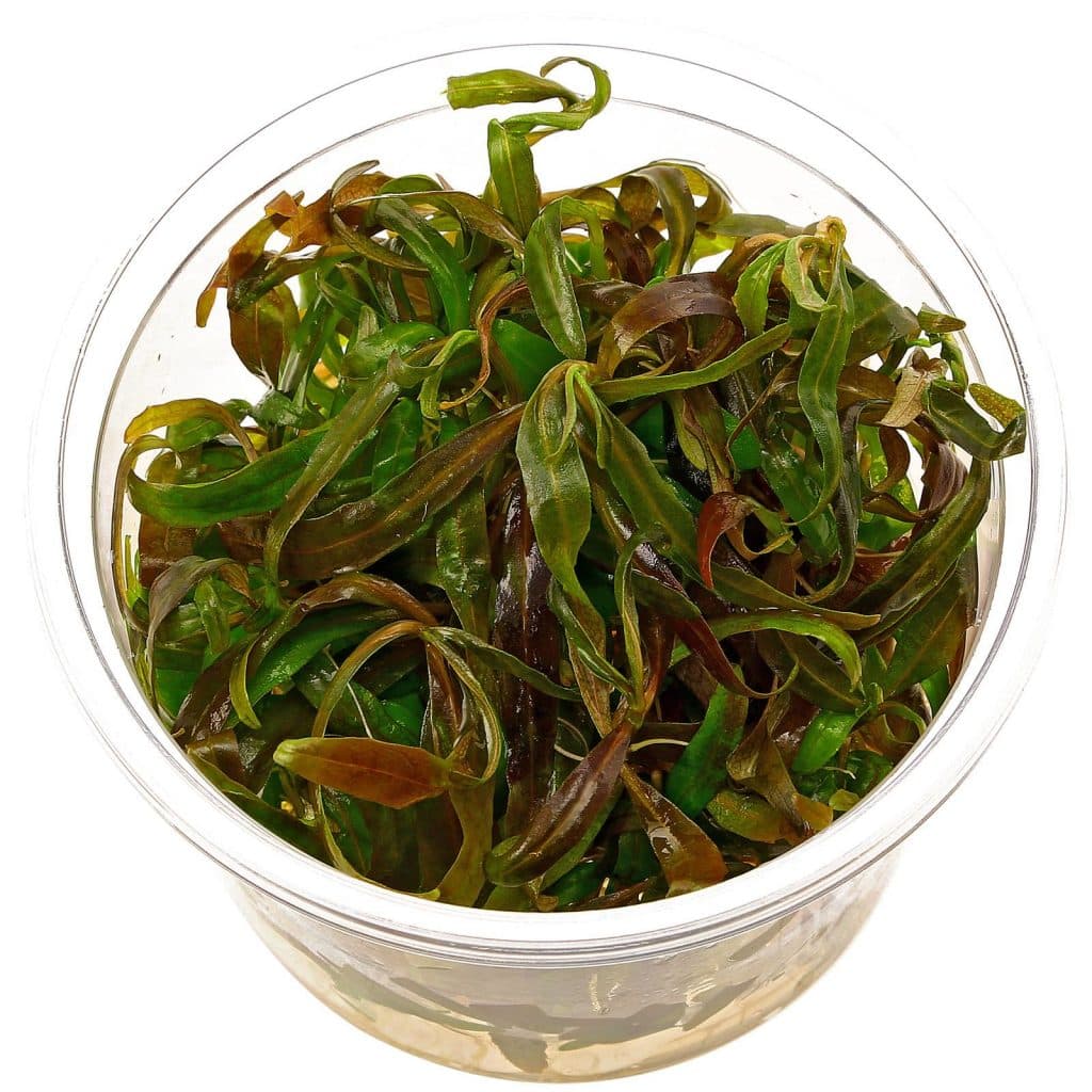 Cryptocoryne spiralis 'Tiger'