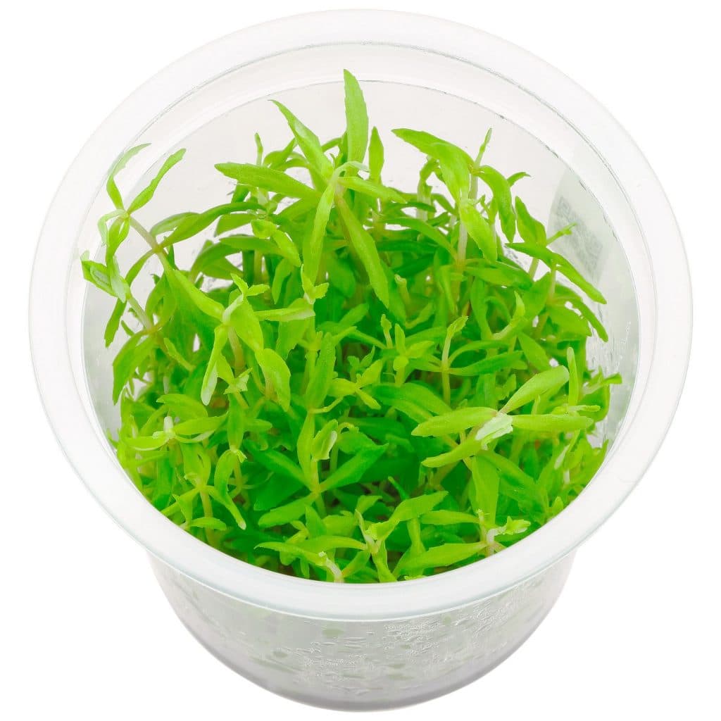 Rotala wallichii 'Vietnam'