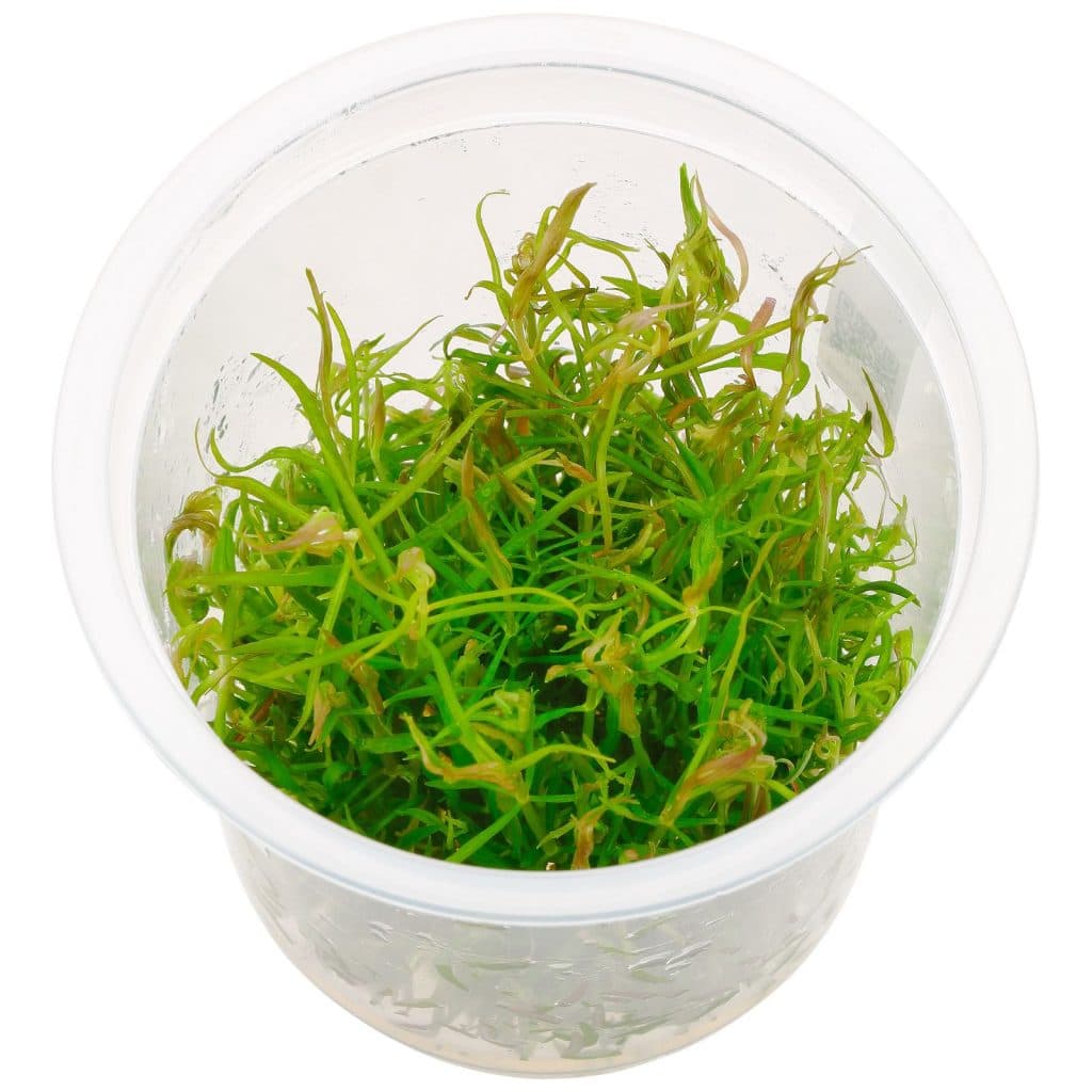 Pogostemon stellatus 'Dassen'