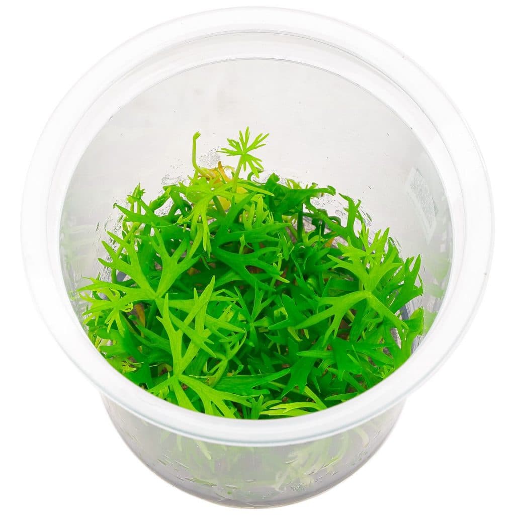 Ranunculus inundatus