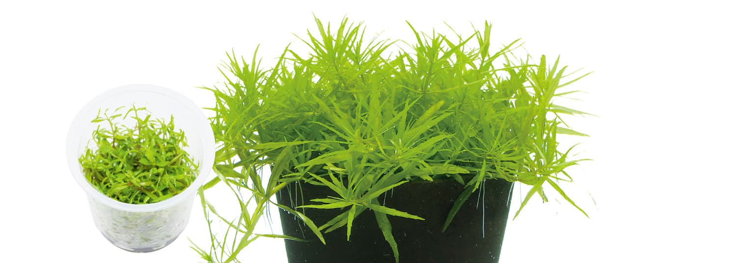 Limnophila aromatica 'Vietnam'