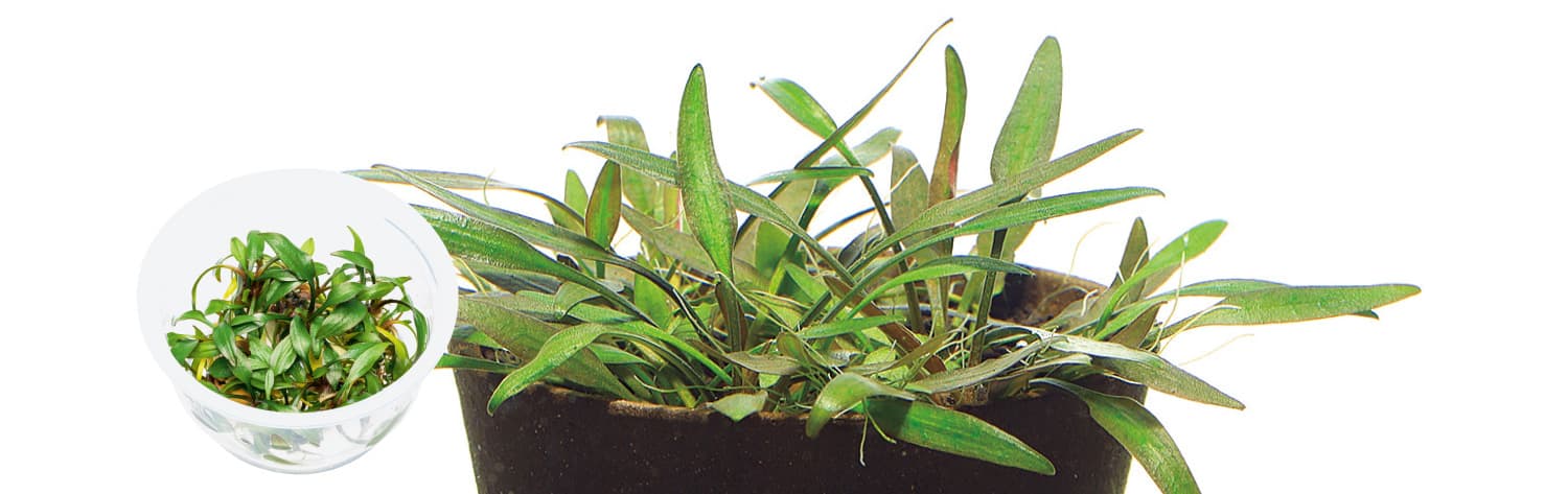 Cryptocoryne lucens