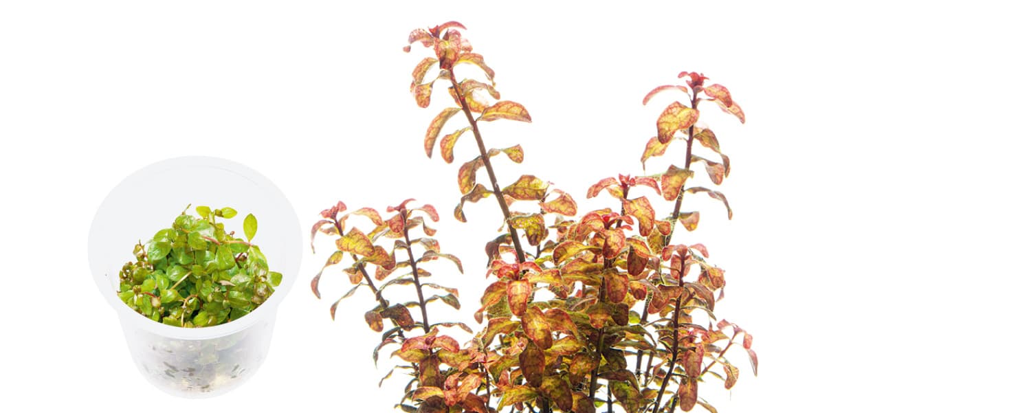 Ludwigia senegalensis